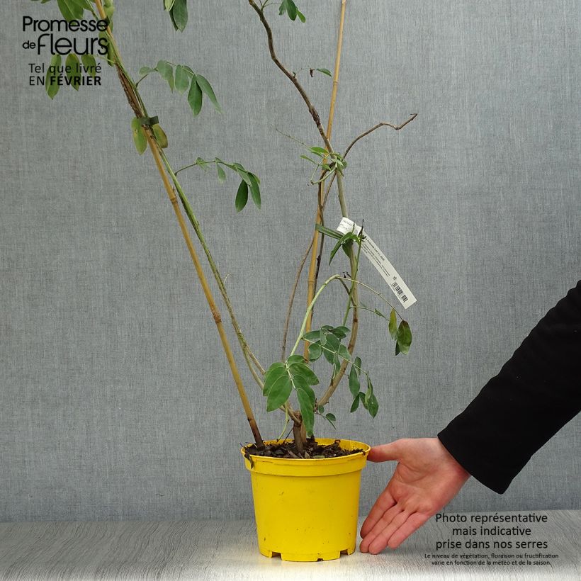 Cassia floribunda 2L/3L pot sample as delivered in winter