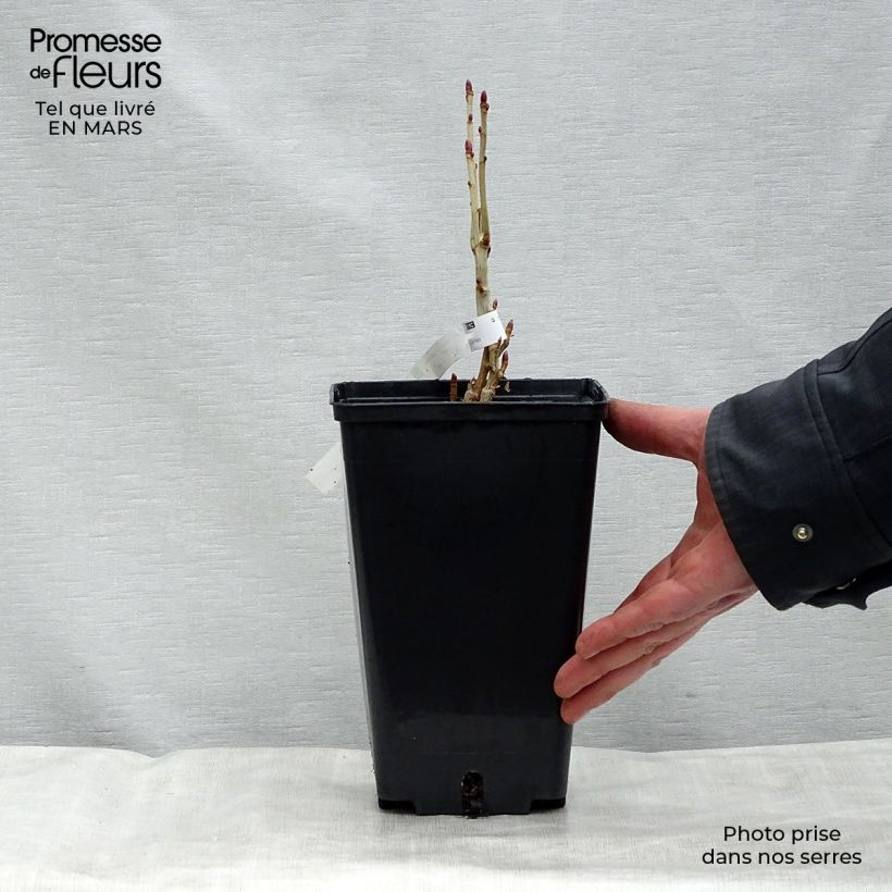 Blackcurrant Andega - Ribes nigrum 1.5L/2L pot, Bush sample as delivered in spring