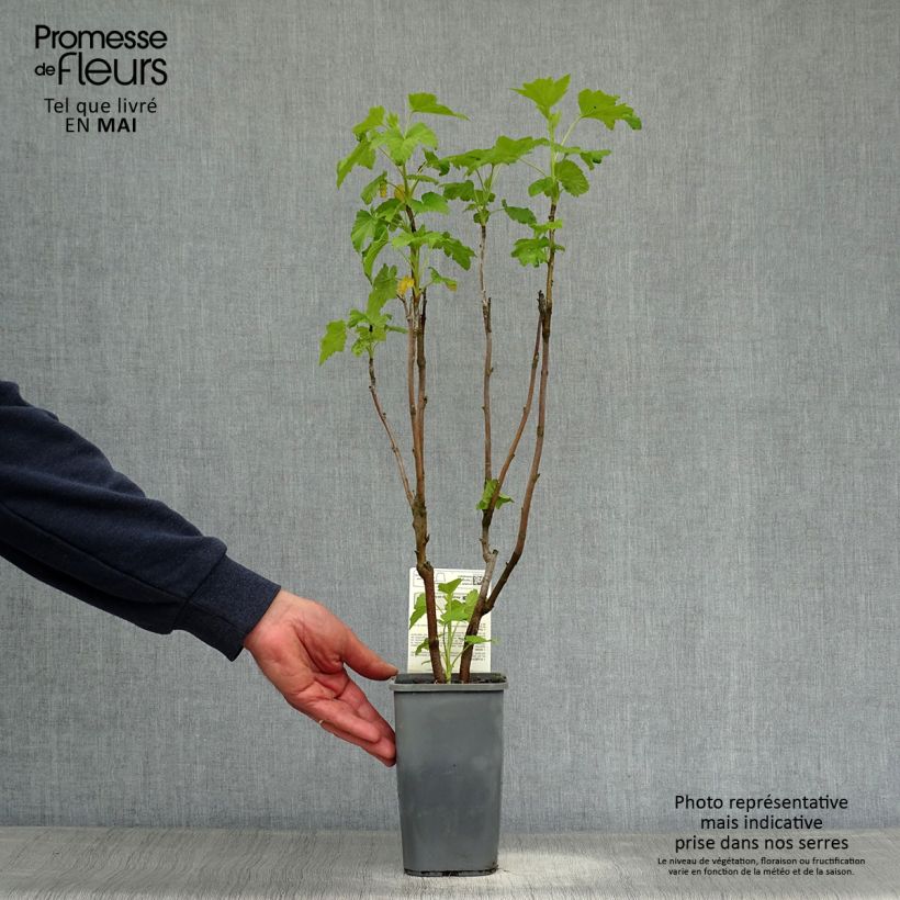 Blackcurrant Organic Andega - Ribes nigrum 1.5L/2L pot, Bush sample as delivered in spring