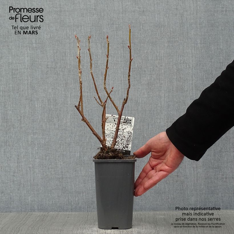 Blackcurrant Black Down - Ribes nigrum 1L/1.5L pot, Bush sample as delivered in winter