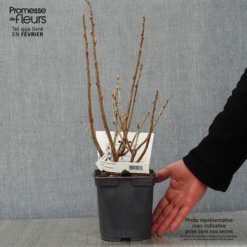 Blackcurrant Delbard Robusta - Ribes nigrum 2L/3L pot sample as delivered in winter