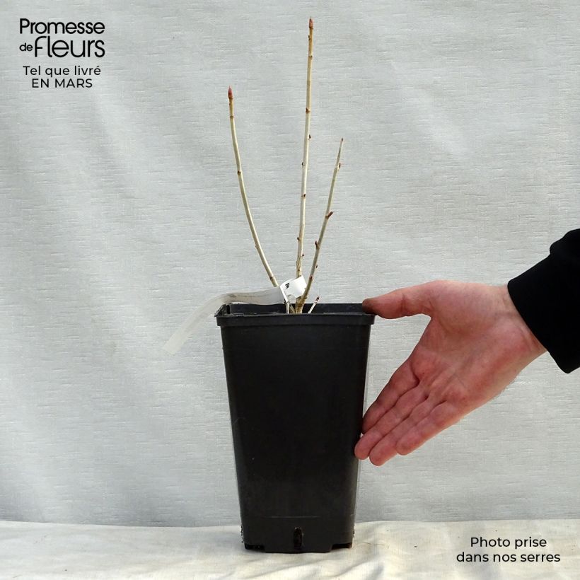 Blackcurrant Little Black Sugar - Ribes nigrum 1.5L/2L pot, Bush sample as delivered in spring