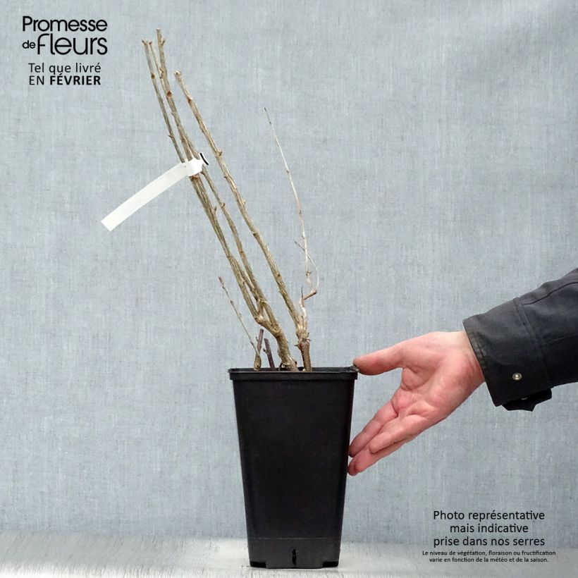 Blackcurrant Little Black Sugar - Ribes nigrum 1.5L/2L pot, Bush sample as delivered in winter