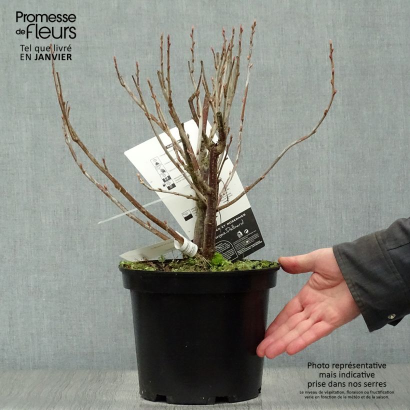 Blackcurrant Noir de Bourgogne - Ribes nigrum 4L/5L pot sample as delivered in winter