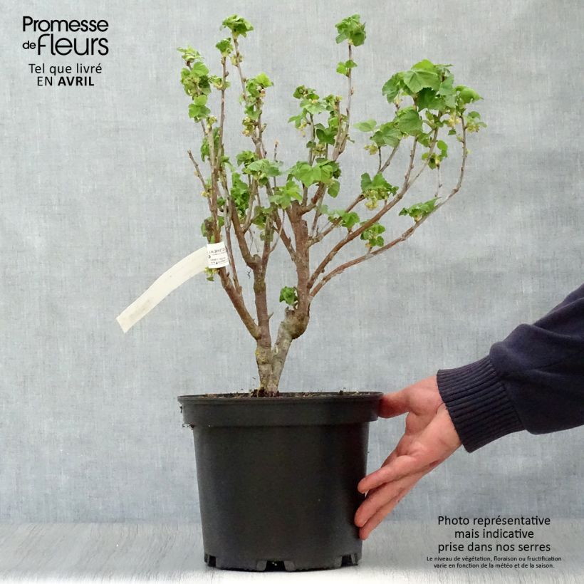 Blackcurrant Noir de Bourgogne - Ribes nigrum 4L/5L pot sample as delivered in spring