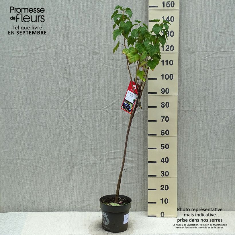 Ribes nigrum 'Ojebyn' 6L/7L pot sample as delivered in autumn