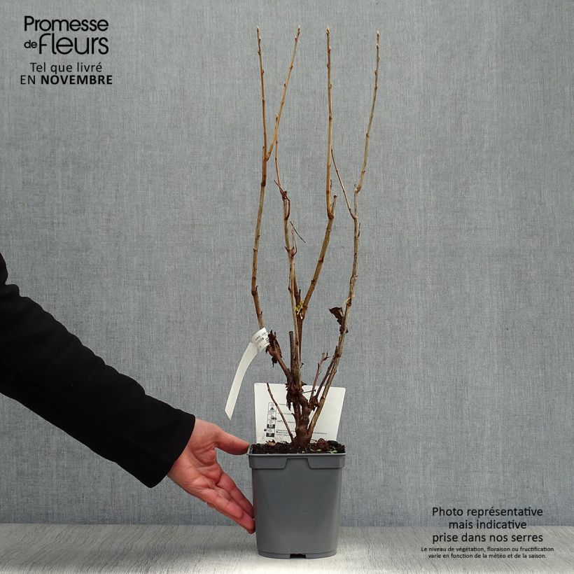 Blackcurrant Perles d'Auvergne - Georges Delbard 2L/3L pot, Bush sample as delivered in autumn