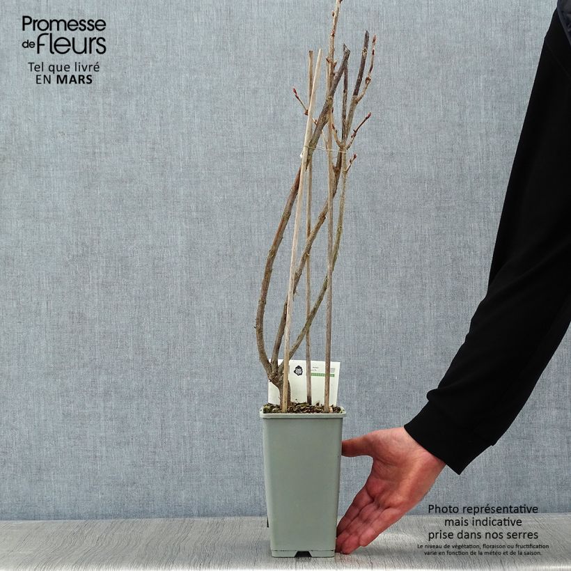 Blackcurrant Titania - Ribes nigrum 1.5L/2L pot, Bush sample as delivered in winter