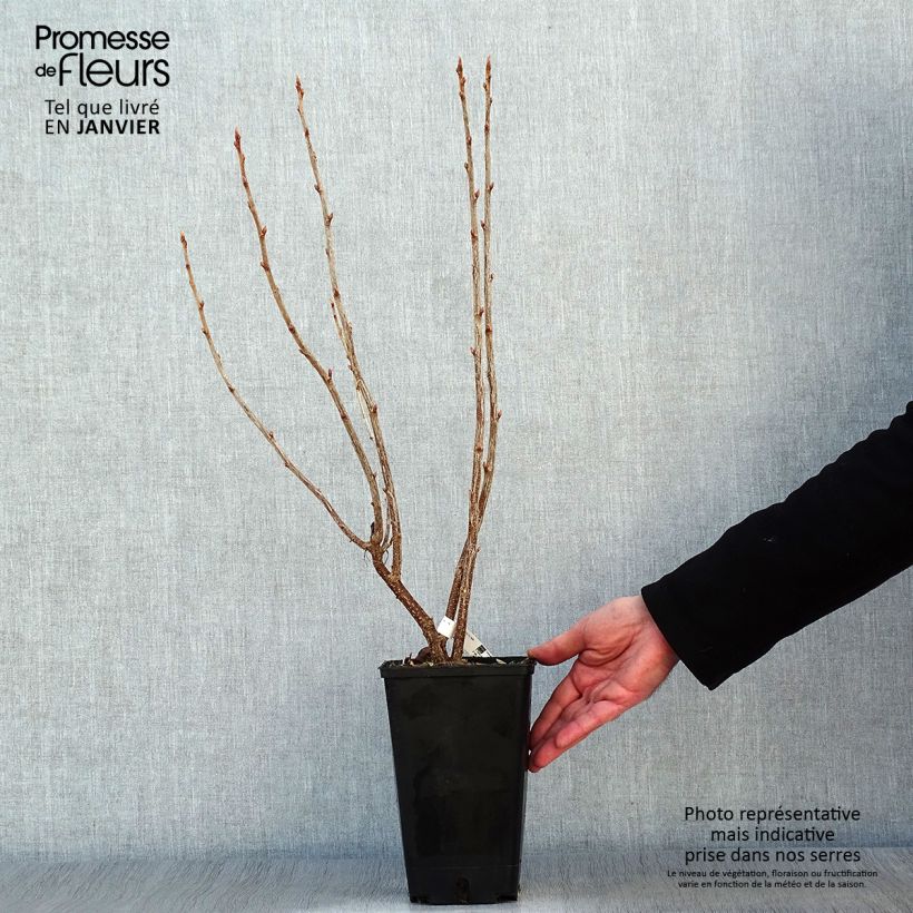 Blackcurrant Troll - Ribes nigrum 2L/3L pot, Bush sample as delivered in winter