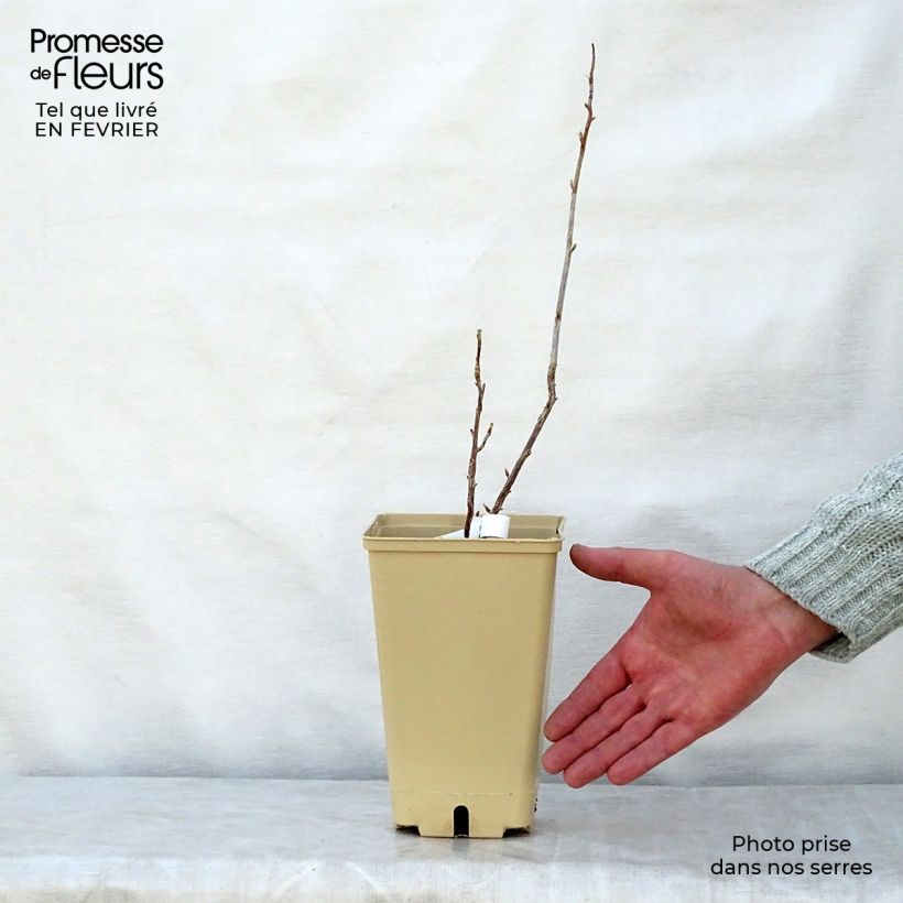 Blackcurrant Wellington - Ribes nigrum 1.5L/2L pot, Bush sample as delivered in winter