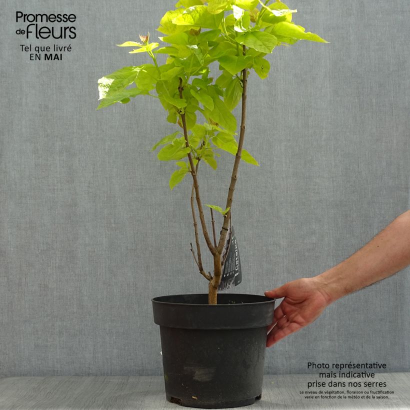 Catalpa bignonioides Aurea 4L/5L pot sample as delivered in spring