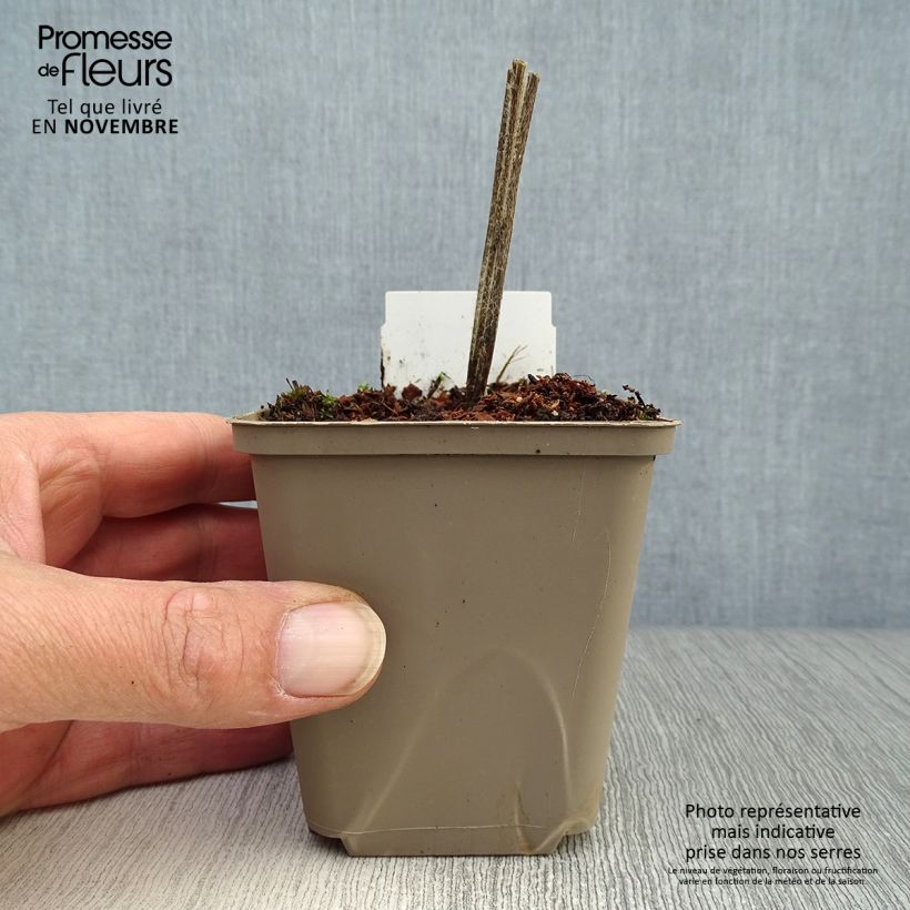 Catananche caerulea Alba 8/9 cm pot sample as delivered in autumn