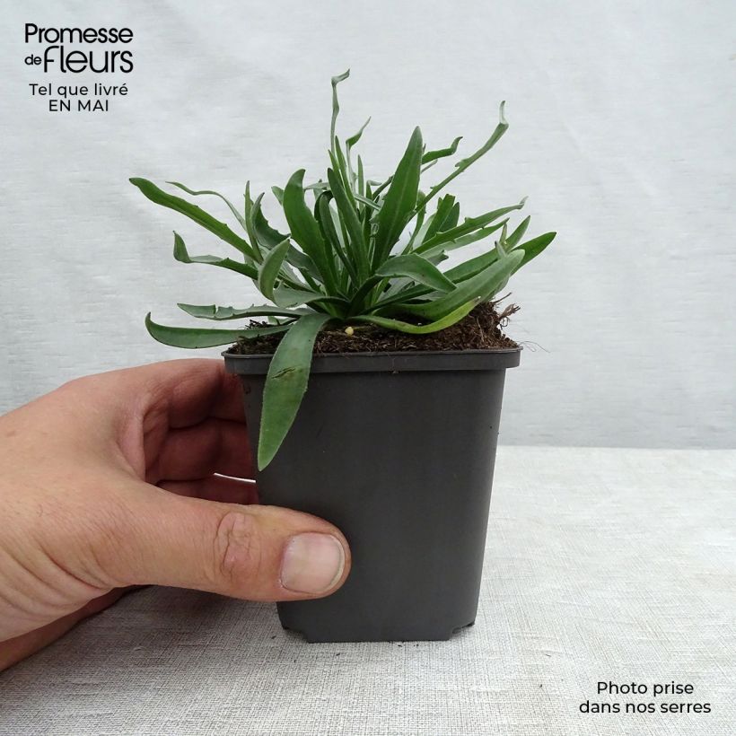 Catananche caerulea 7/8 cm pot sample as delivered in spring