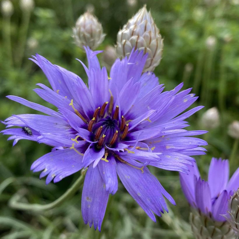 Catananche caerulea (Flowering)