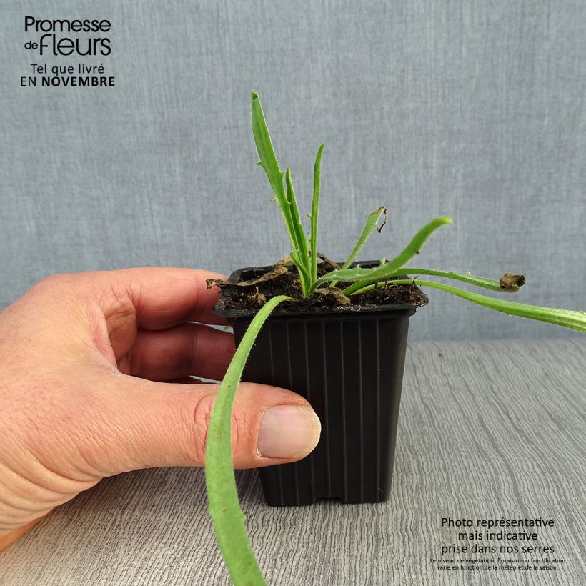 Catananche caerulea 7/8 cm pot sample as delivered in autumn