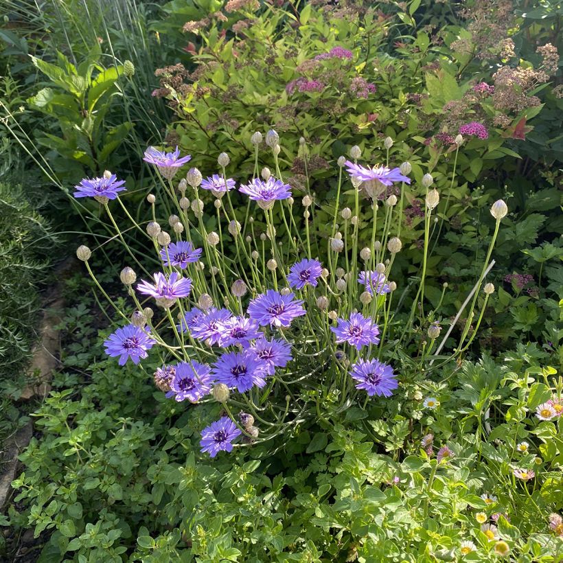 Catananche caerulea (Plant habit)