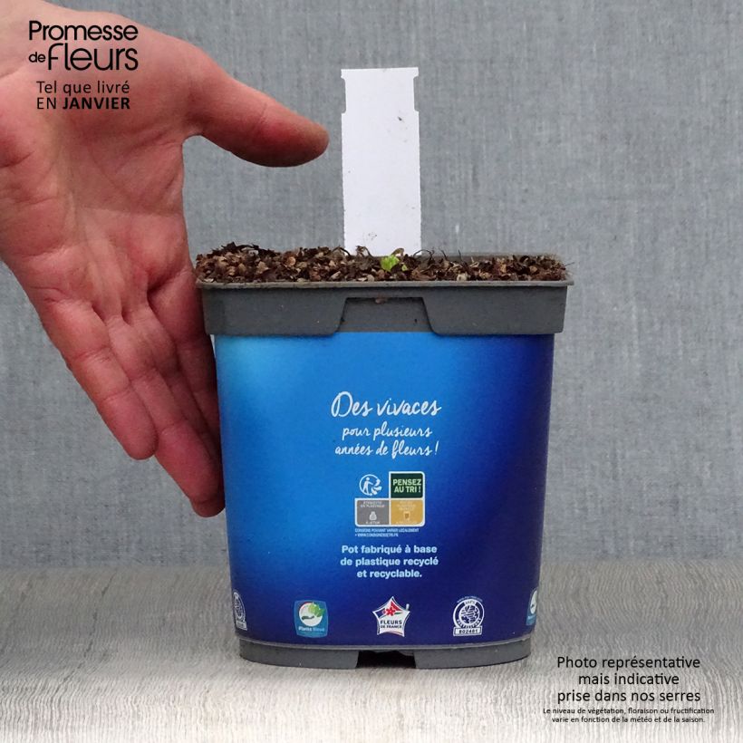 Catananche caerulea 2L/3L pot sample as delivered in winter