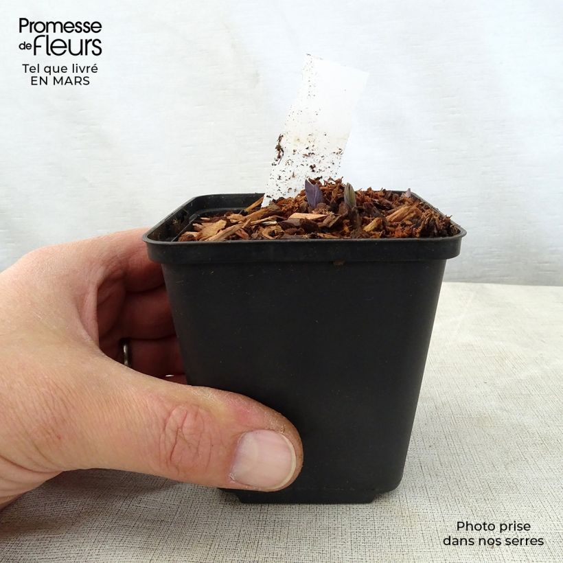 Caulophyllum thalictroides 8/9 cm pot sample as delivered in spring