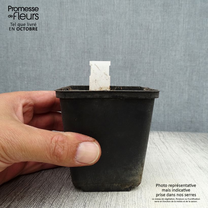 Caulophyllum thalictroides 8/9 cm pot sample as delivered in autumn