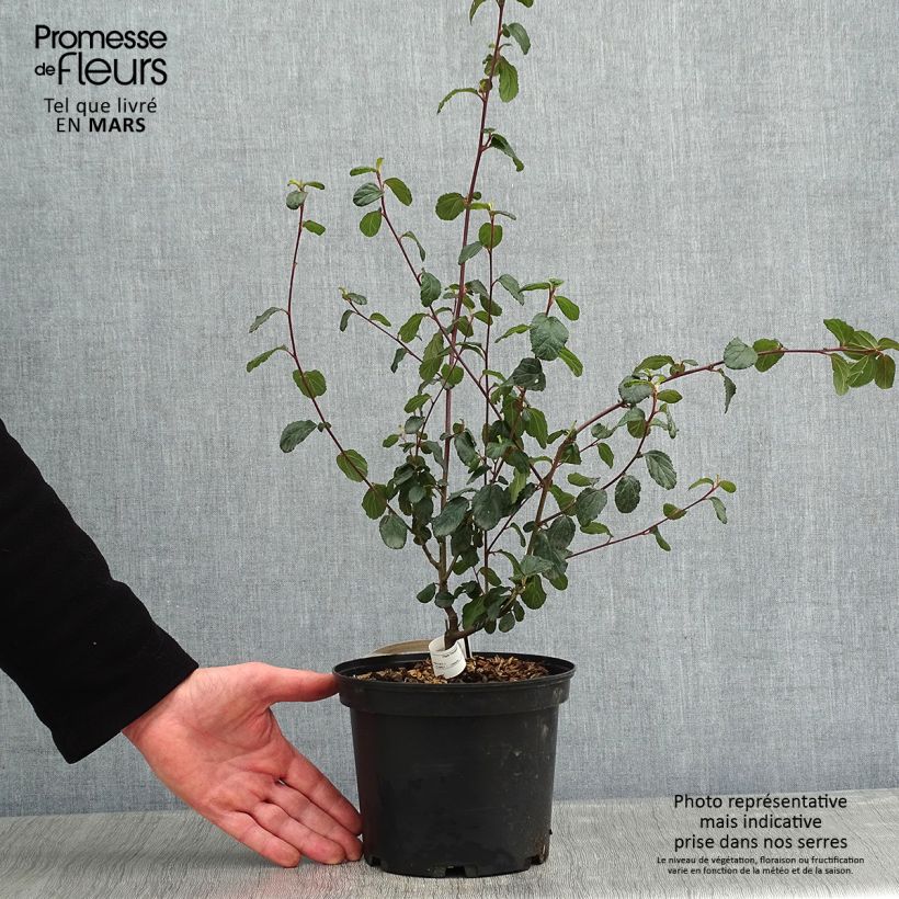 Ceanothus Autumnal Blue 2L/3L pot sample as delivered in winter