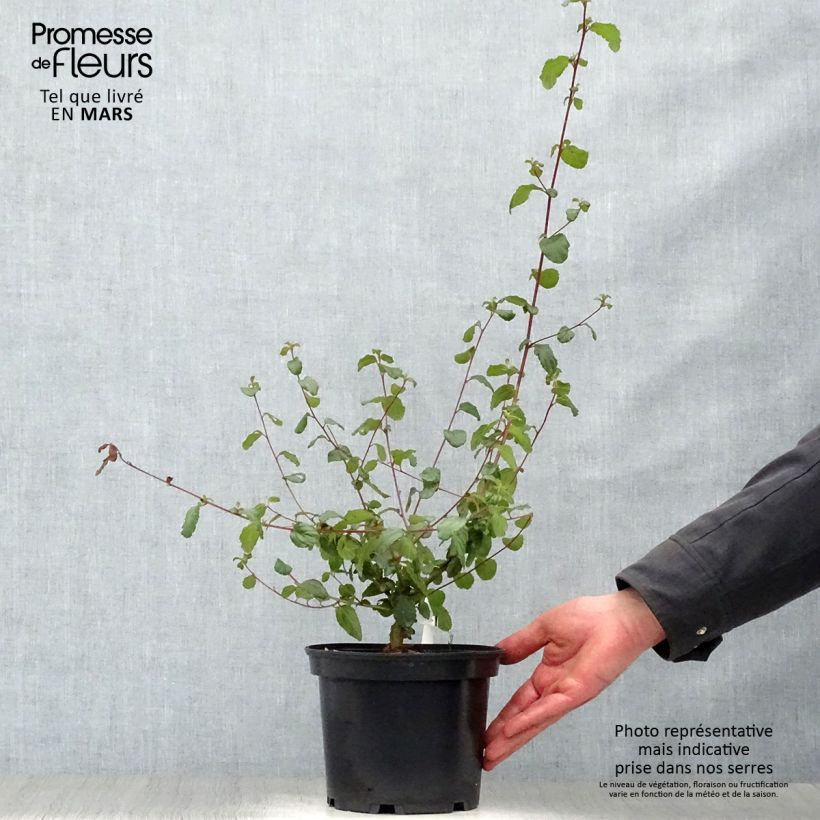 Ceanothus Autumnal Blue 2L/3L pot sample as delivered in spring