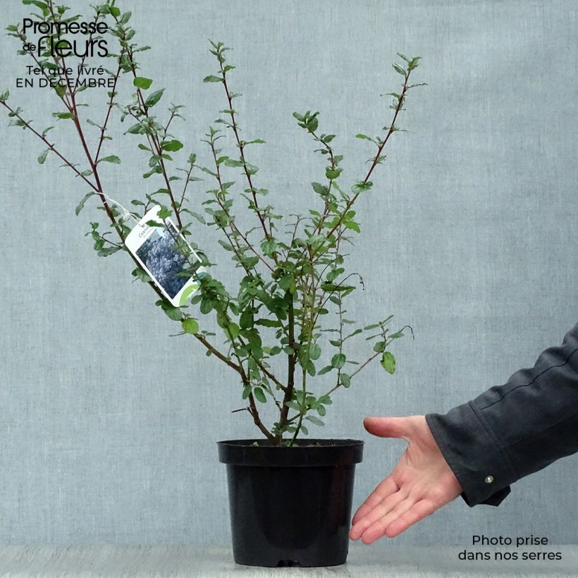 Ceanothus Burkwoodii 2L/3L pot sample as delivered in winter