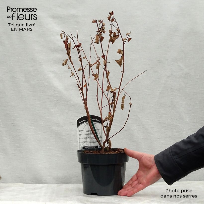 Ceanothus delilianus Henri Desfossé 2L/3L pot sample as delivered in spring