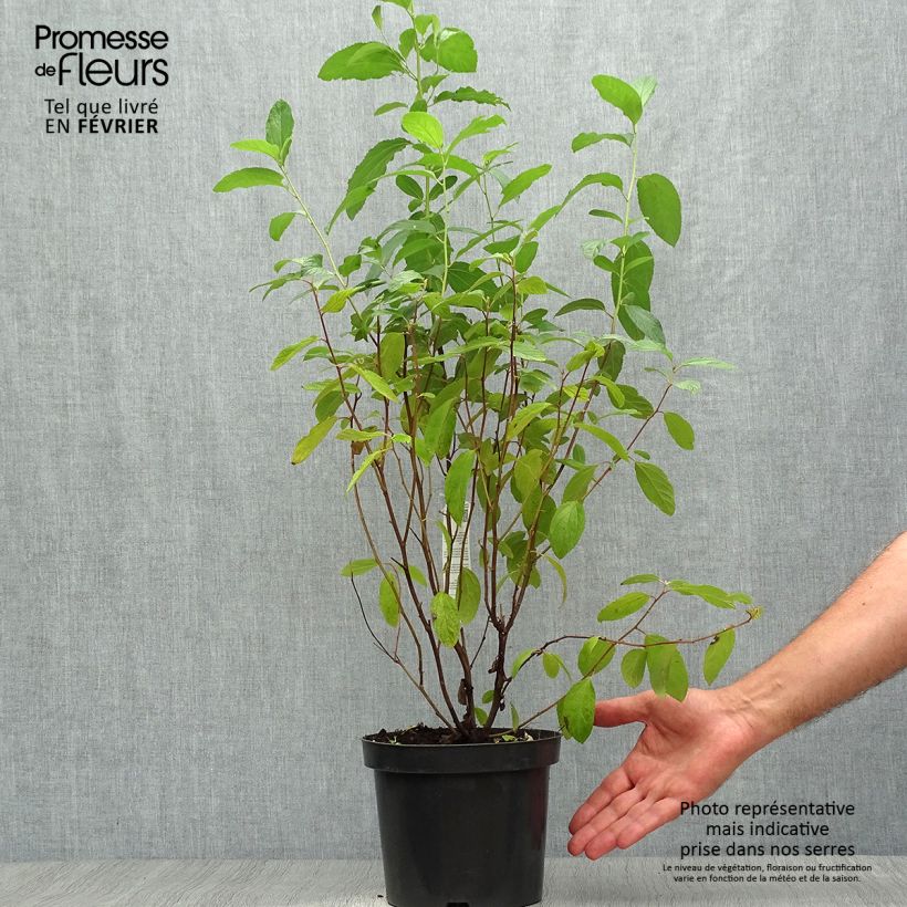 Ceanothus delilianus Henri Desfossé 2L/3L pot sample as delivered in autumn