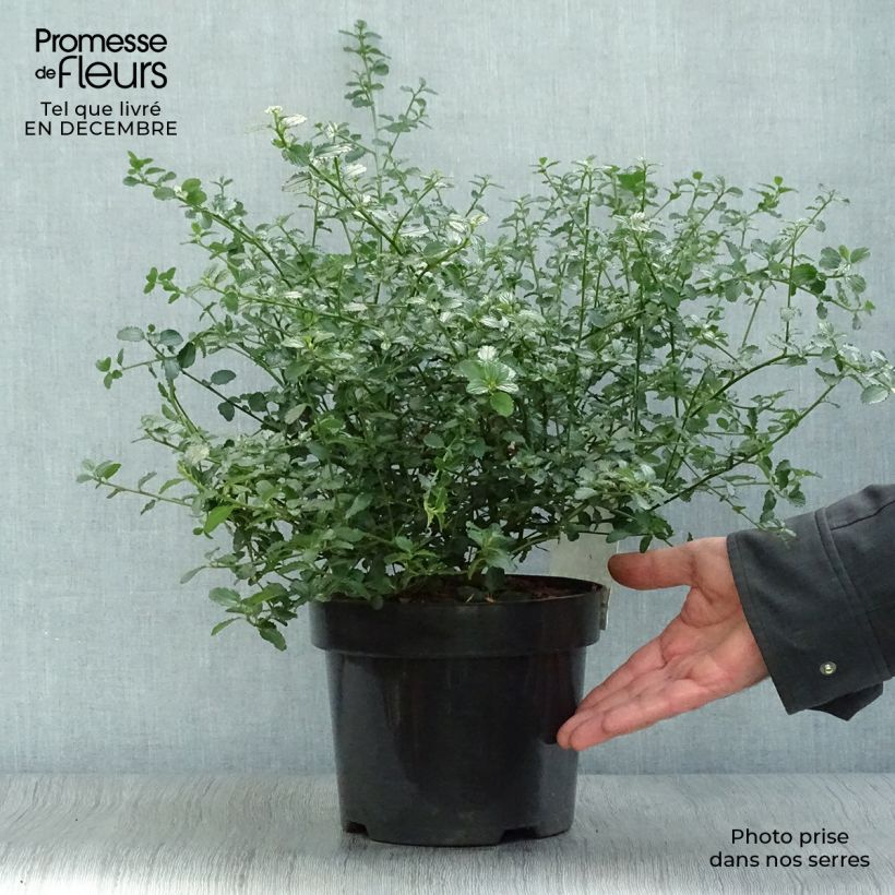 Ceanothus thyrsiflorus repens - Californian Lilac 2L/3L pot sample as delivered in winter