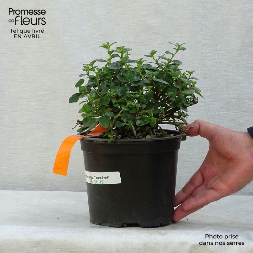 Ceanothus griseus var. horizontalis Yankee Point 2L/3L pot sample as delivered in spring