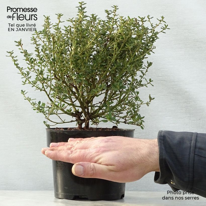 Ceanothus impressus Puget Blue 2L/3L pot sample as delivered in winter