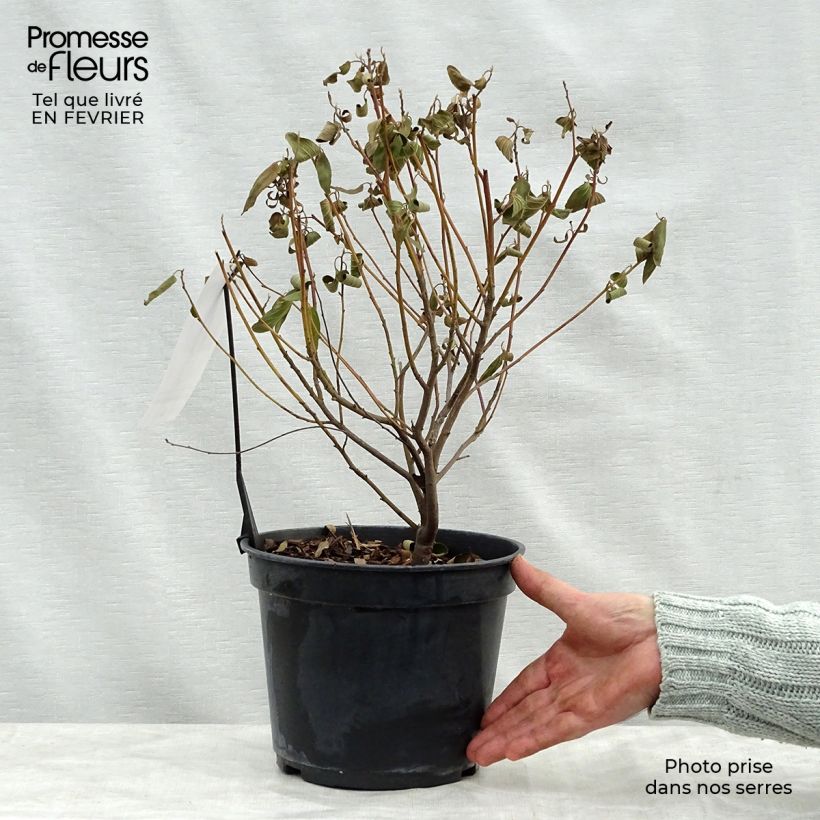 Ceanothus pallidus Marie Blue 3L/4L pot sample as delivered in winter