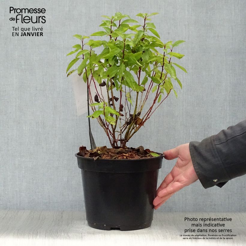 Ceanothus pallidus Marie-rose 3L/4L pot sample as delivered in winter