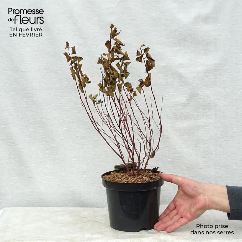 Ceanothus pallidus Marie Simon 2L/3L pot sample as delivered in winter