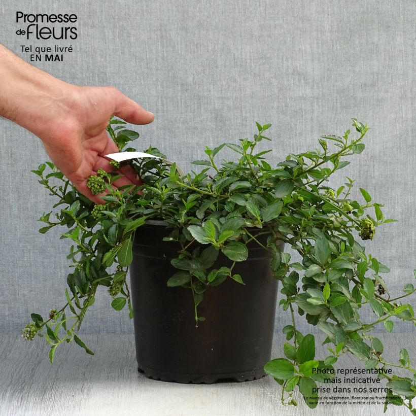 Ceanothus prostratus 2L/3L pot sample as delivered in spring