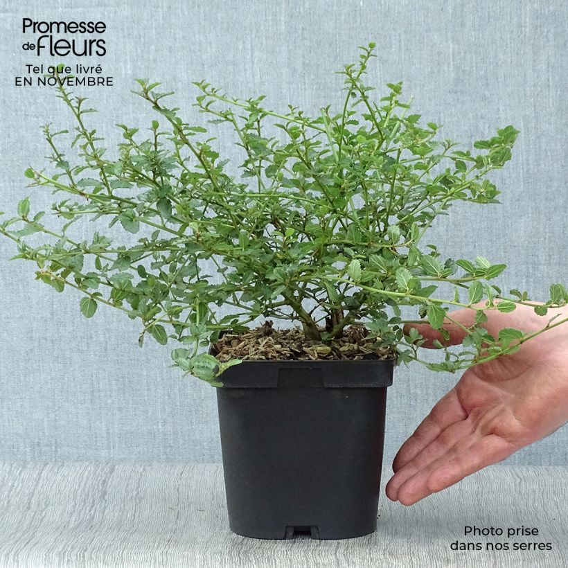 Ceanothus prostratus 4L/5L pot sample as delivered in autumn