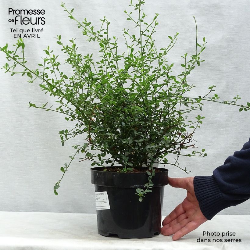 Ceanothus thyrsiflorus Millerton Point 2L/3L pot sample as delivered in spring