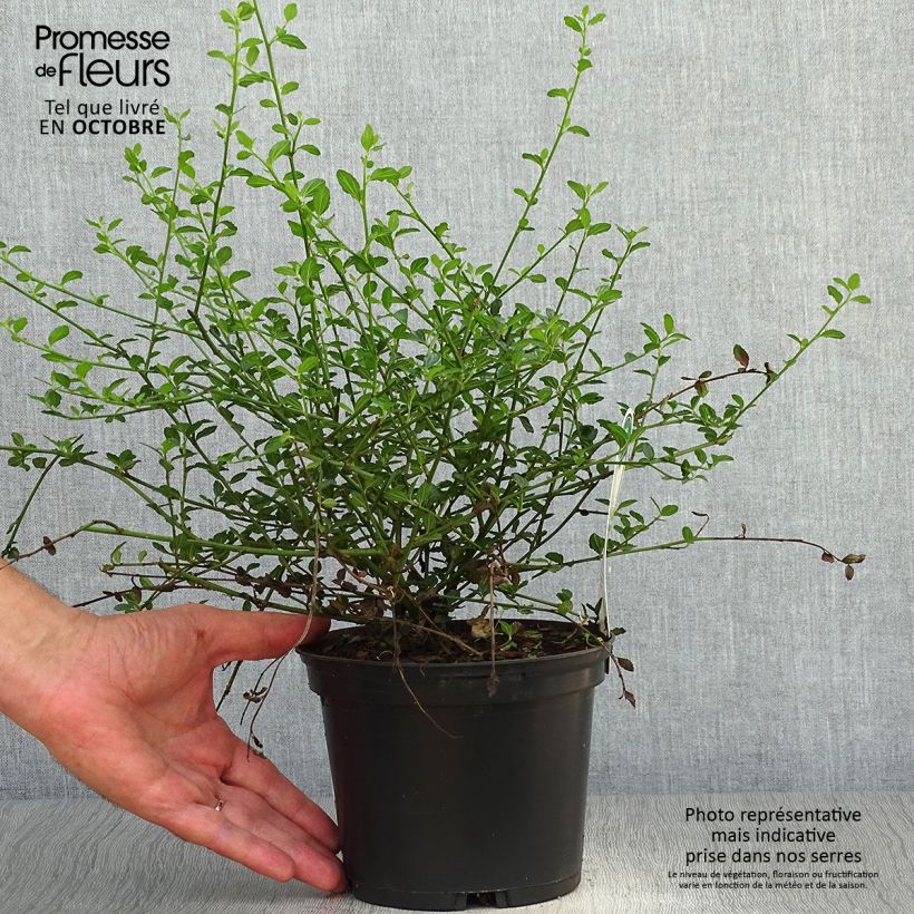 Ceanothus thyrsiflorus Millerton Point 2L/3L pot sample as delivered in autumn