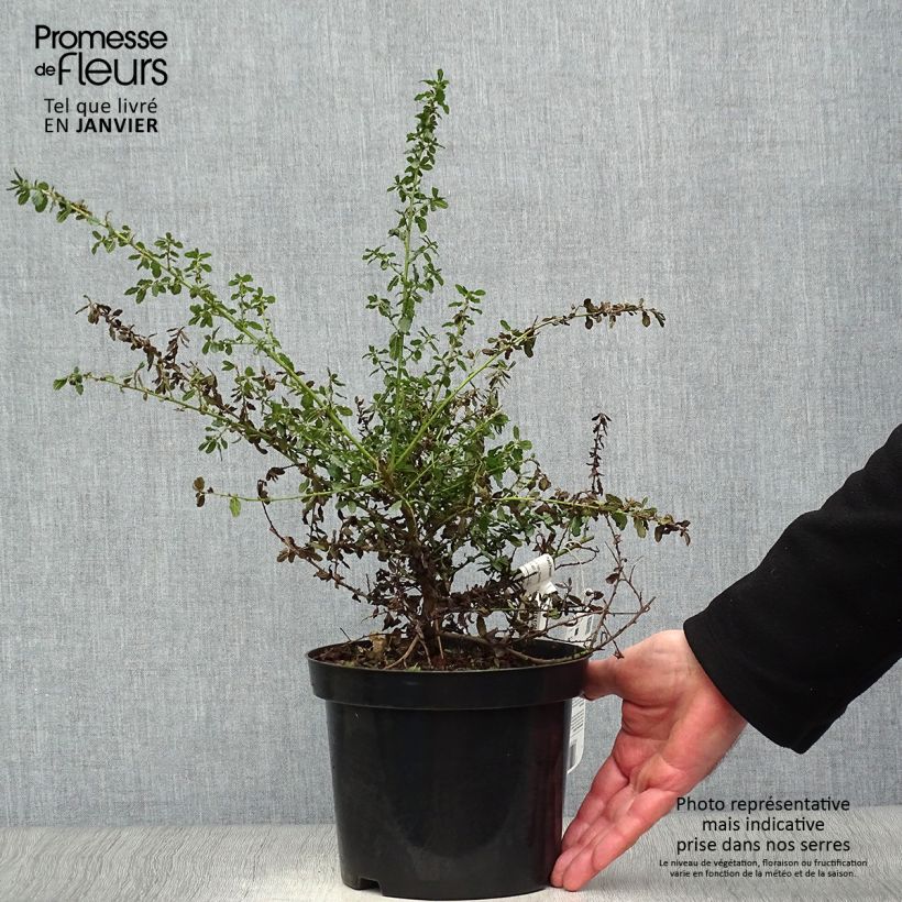 Ceanothus Blue Mound 2L/3L pot sample as delivered in winter