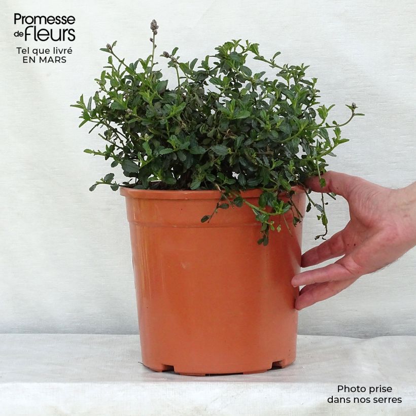 Ceanothus thyrsiflorus repens - Californian Lilac 7.5L/10L pot sample as delivered in winter