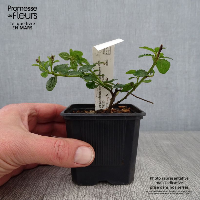 Ceanothus thyrsiflorus repens - Californian Lilac 8/9 cm pot sample as delivered in winter