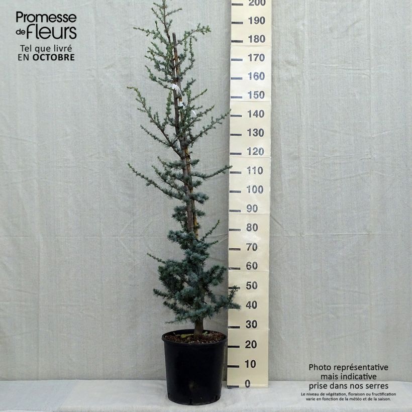 Cedrus libani subsp. atlantica Glauca - Blue Atlas Cedar 7.5L/10L pot sample as delivered in autumn