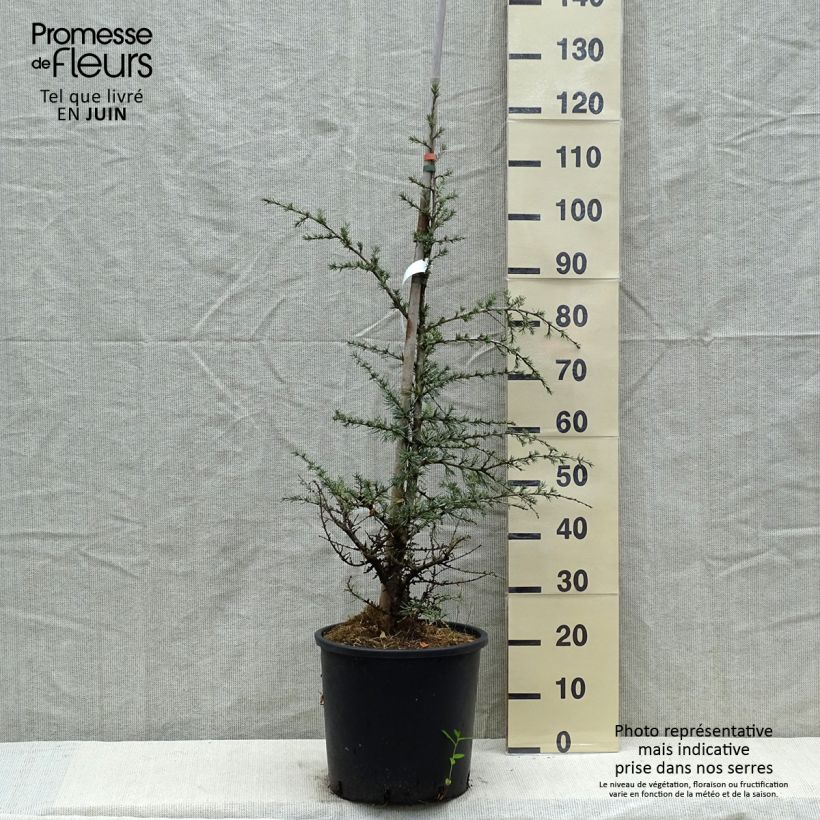 Cedrus libani subsp. atlantica Horstmanns Silberspitz - Blue Atlas Cedar 7.5L/10L pot sample as delivered in spring