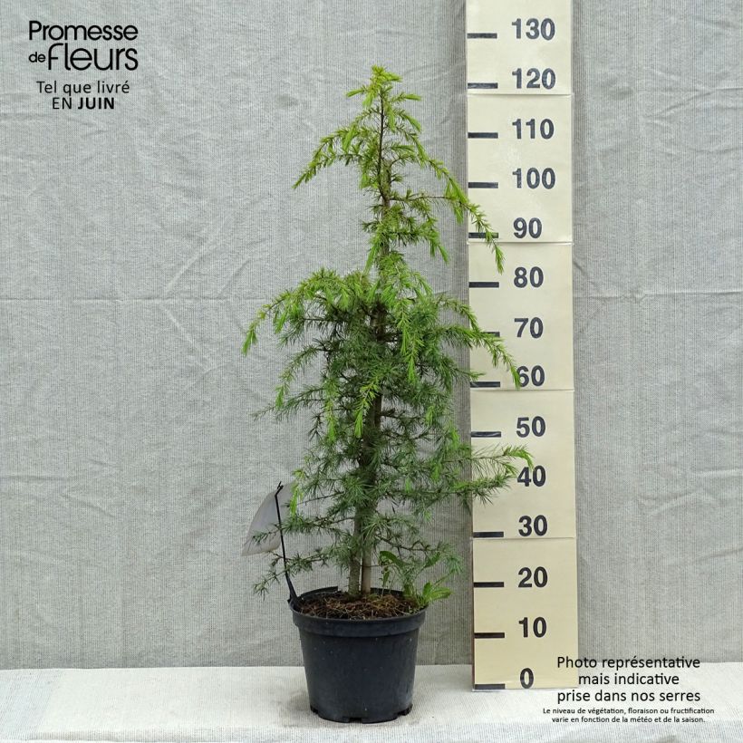 Cedrus deodara - Himalayan Cedar 7.5L/10L pot sample as delivered in spring