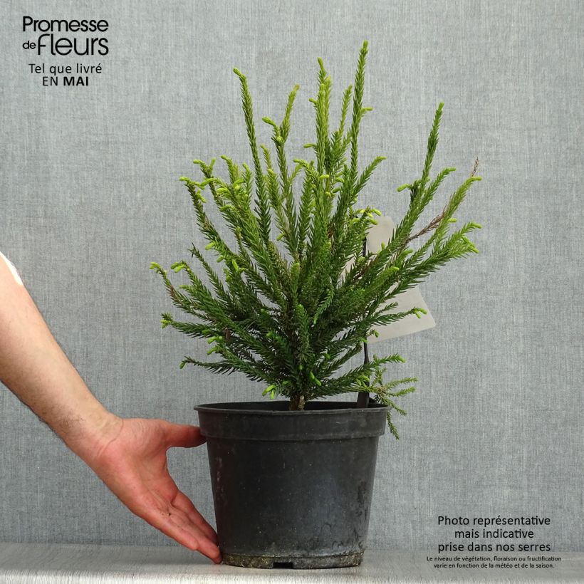 Cryptomeria japonica Araucarioides 4L/5L pot sample as delivered in spring