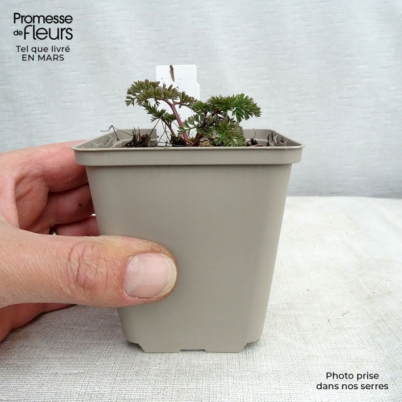 Cenolophium denudatum 8/9 cm pot sample as delivered in spring