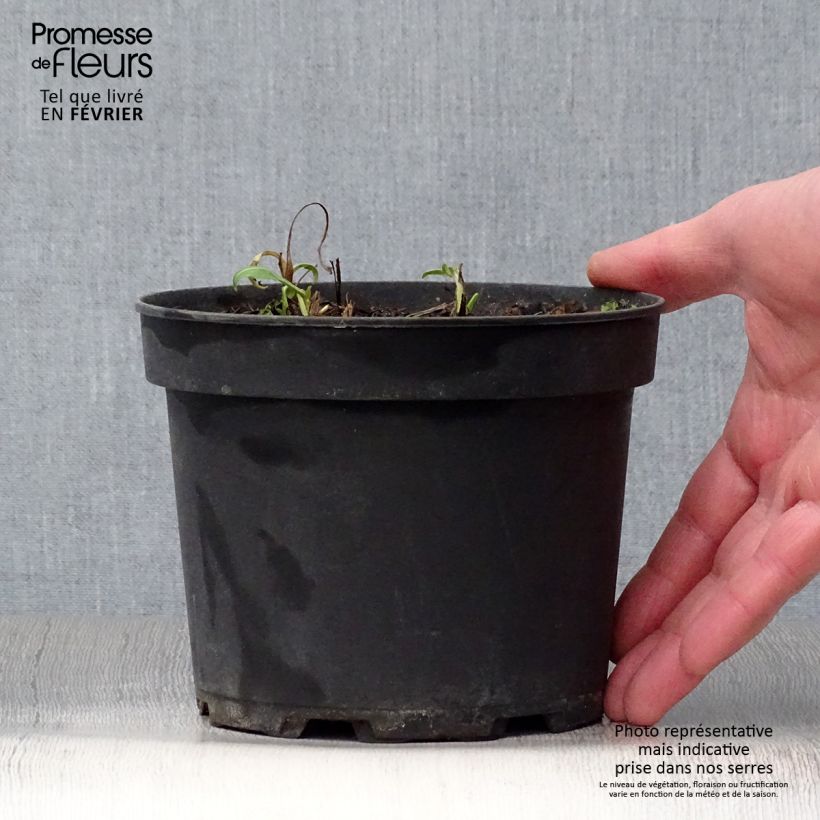 Centaurea atropurpurea 2L/3L pot sample as delivered in winter