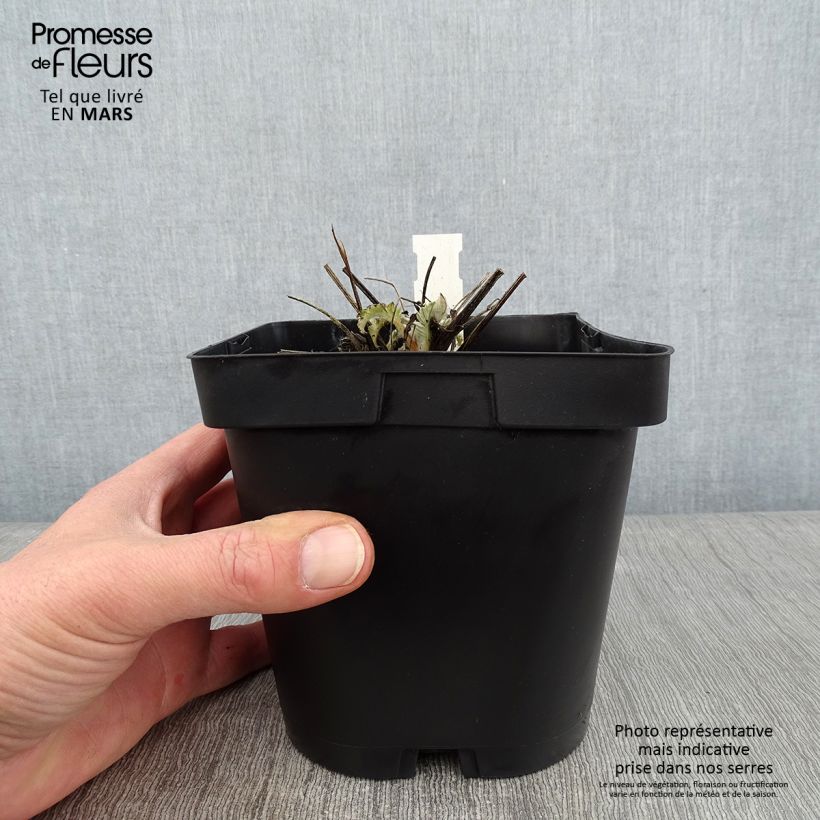 Centaurea dealbata 2L/3L pot sample as delivered in winter