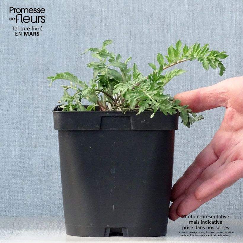 Centaurea dealbata 2L/3L pot sample as delivered in spring