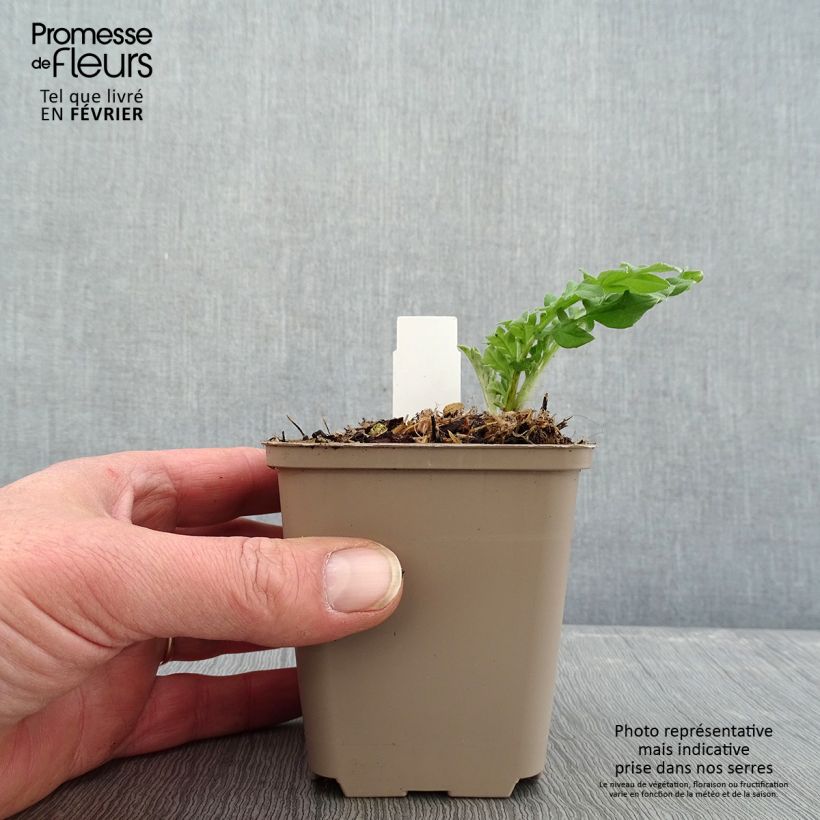 Centaurea dealbata Stenbeergii 8/9 cm pot sample as delivered in winter